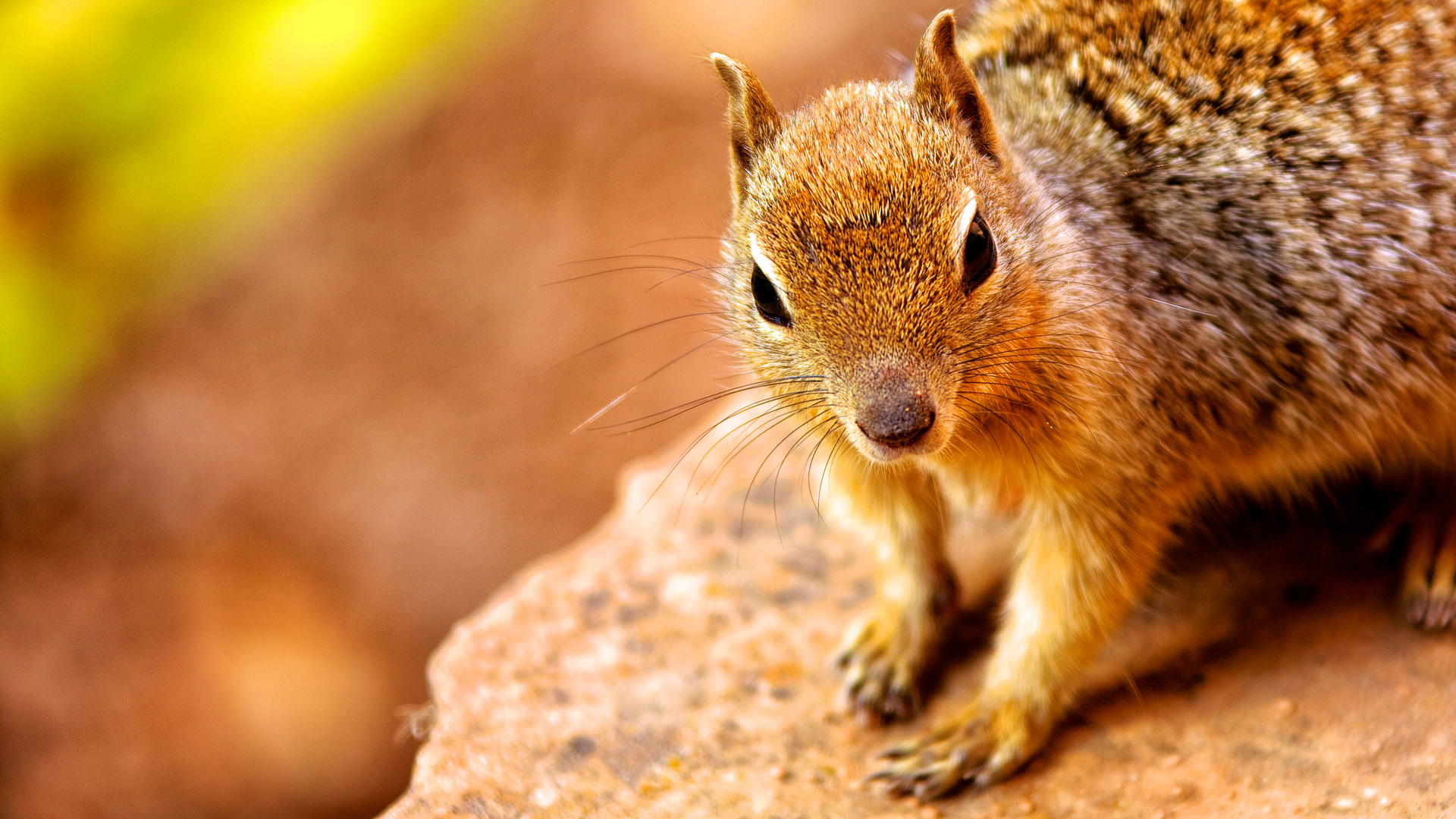 Resident of Zion