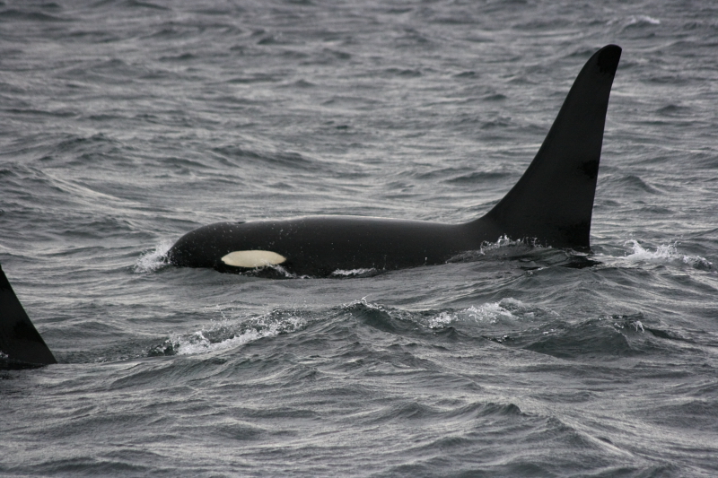 resident Orca