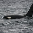 resident Orca