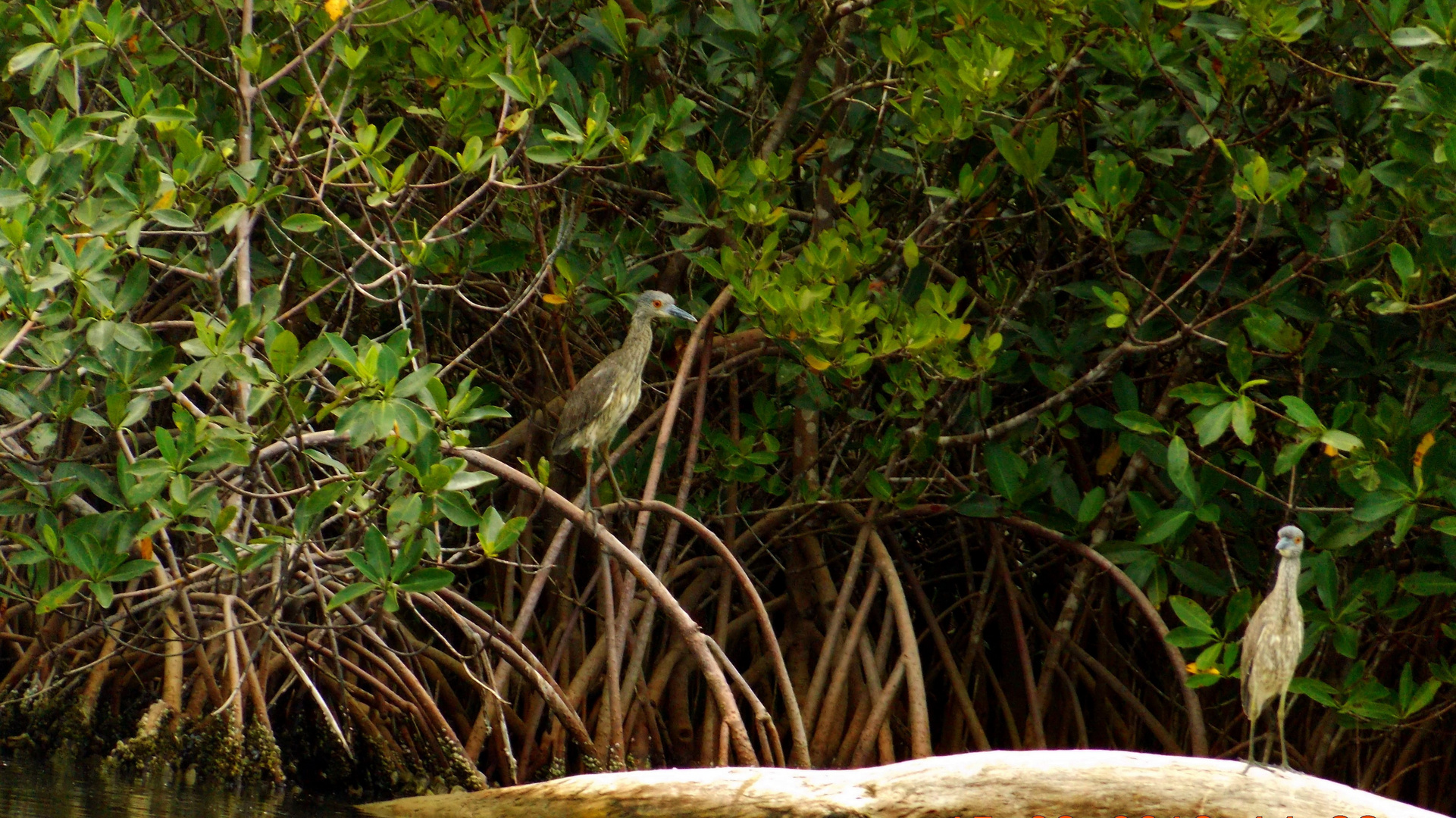 Residentes del manglar