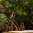 Residentes del manglar