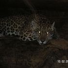 Resignation eines Jaguars im Zoo