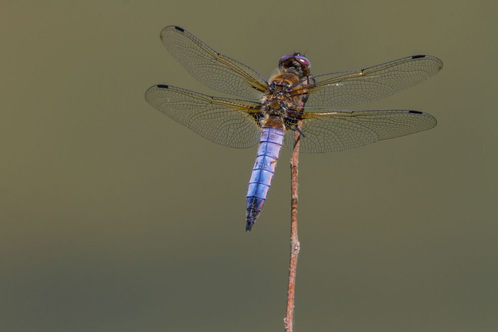 Résille bleu