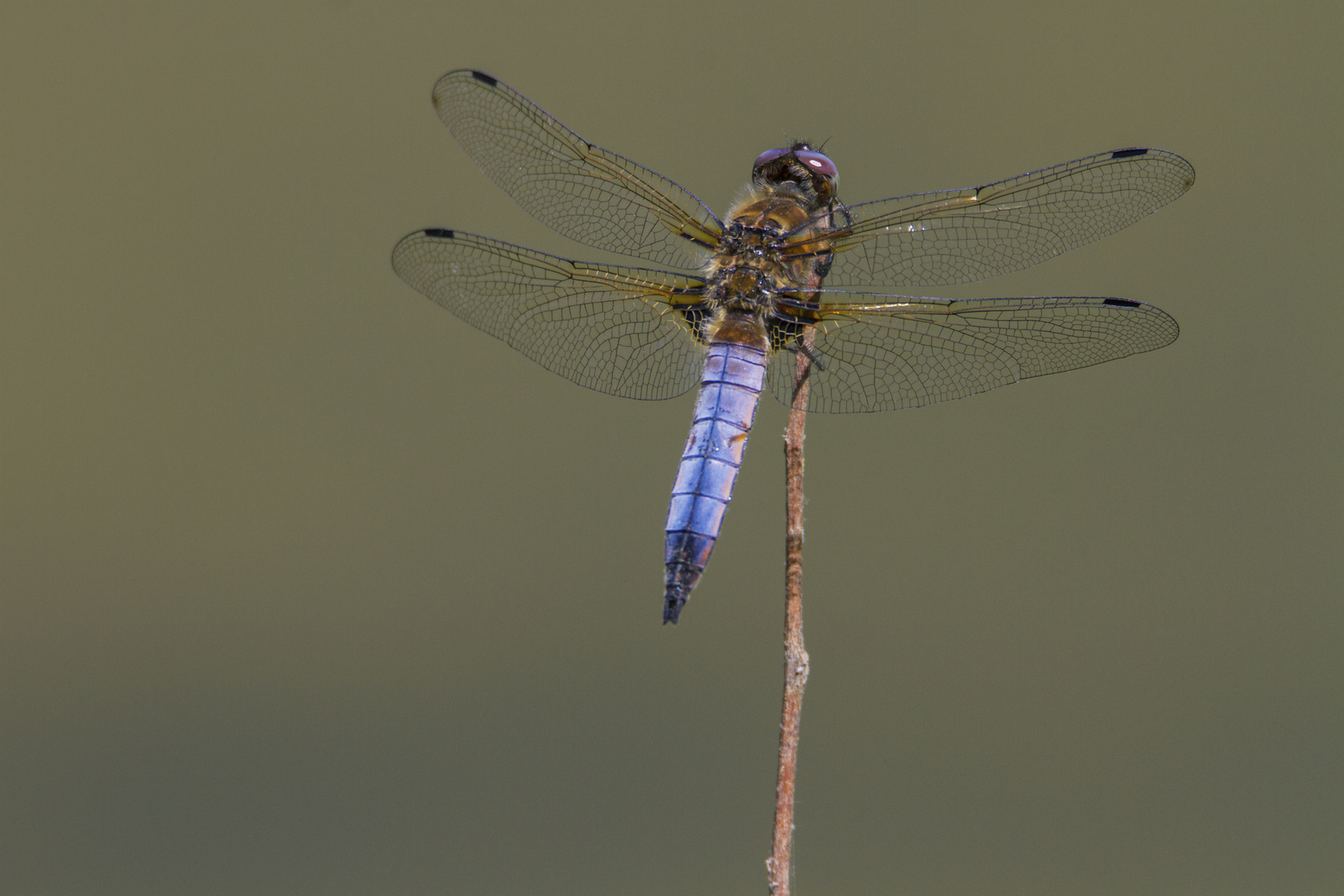 Résille et satin bleu