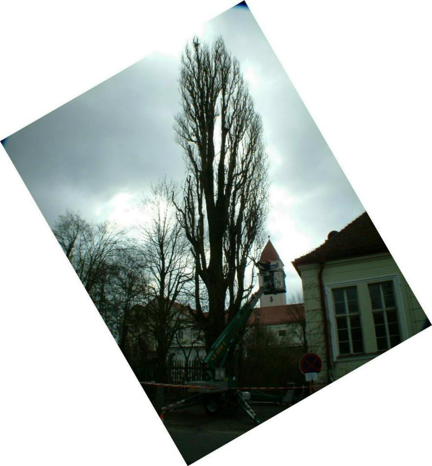 Resis Baum oder das Ende naht