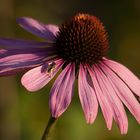 Resoekt vor der großen Blüte