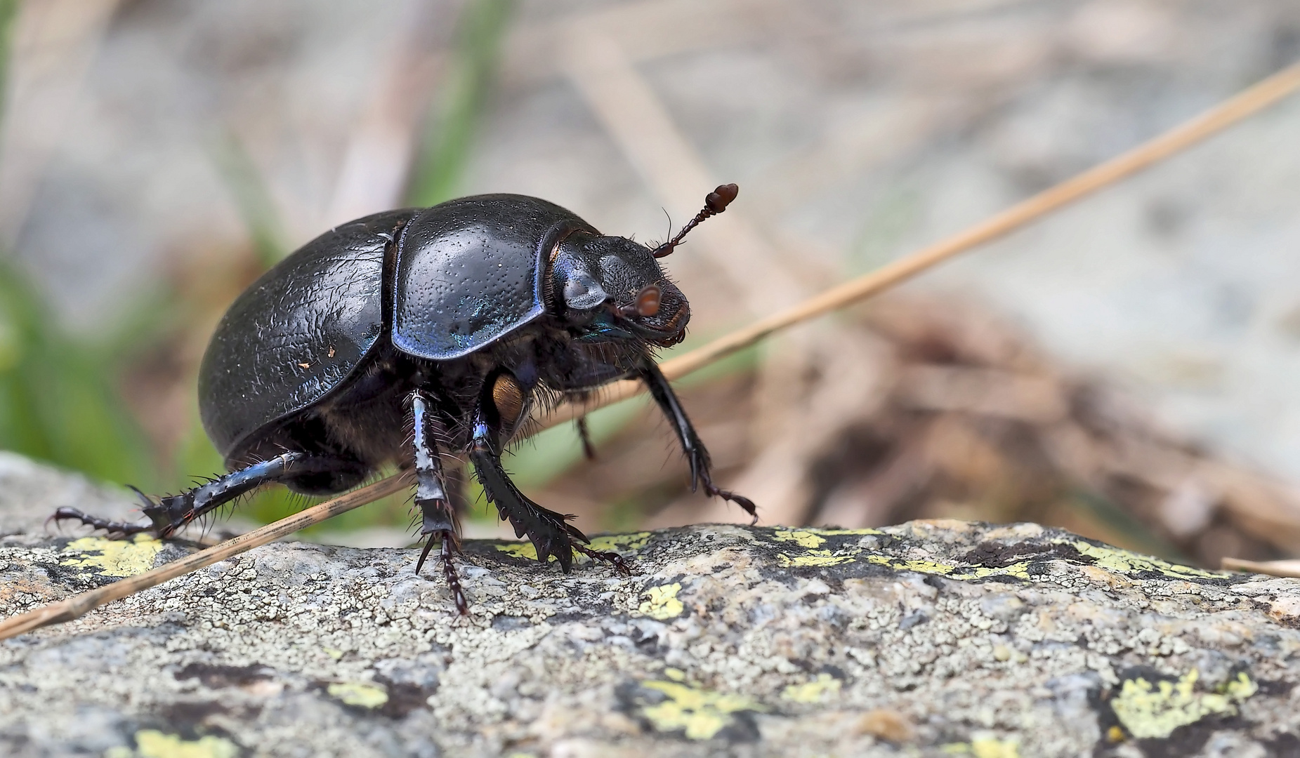 Respekt vor dem Mistkäfer (Geotrupes stercorarius)! - Le respectable geotrupe du fumier!