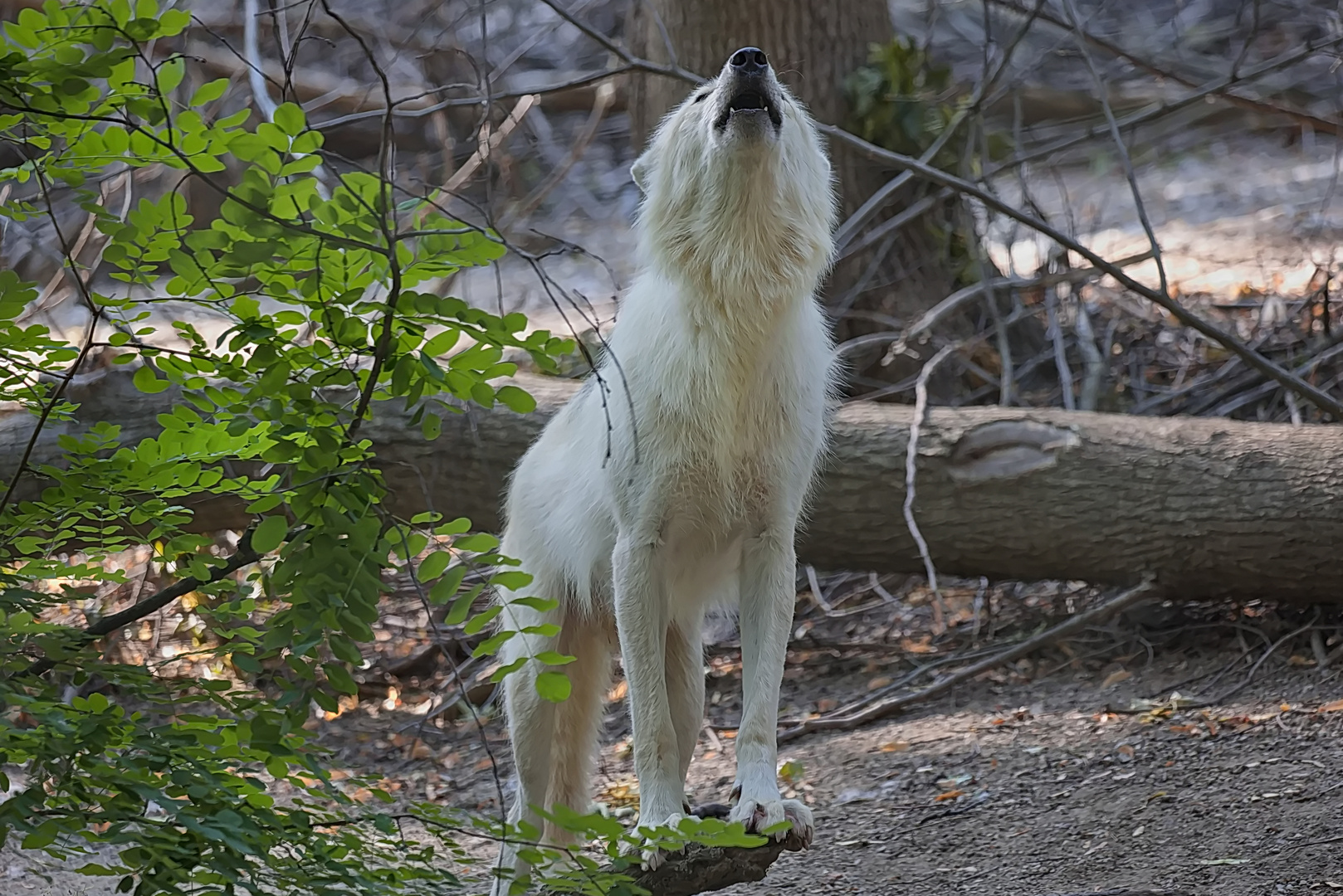 Respektgebietender Arktischer Wolf