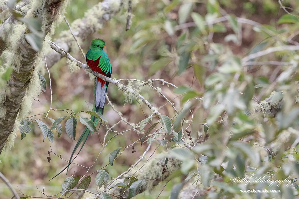 Resplendent Quetzal