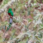 Resplendent Quetzal