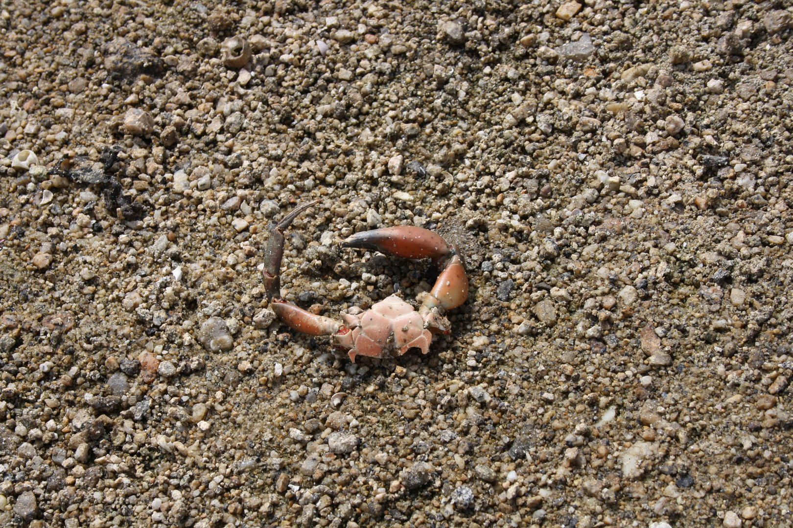 Rest einer Krabbe im Sand