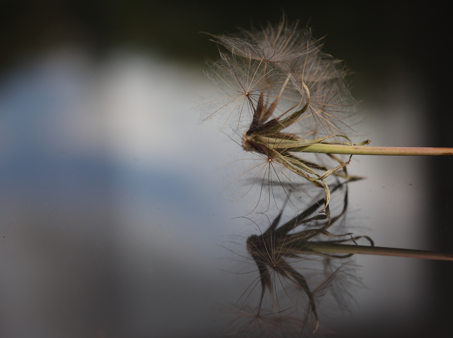 Rest einer Pusteblume....