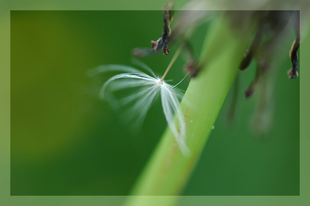 Rest einer Pusteblume