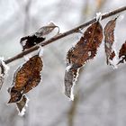 Rest eines wunderschönen Herbstes