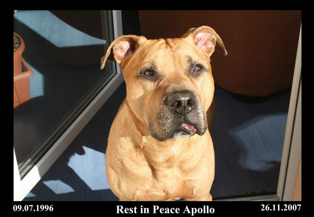 Rest In Peace Apollo