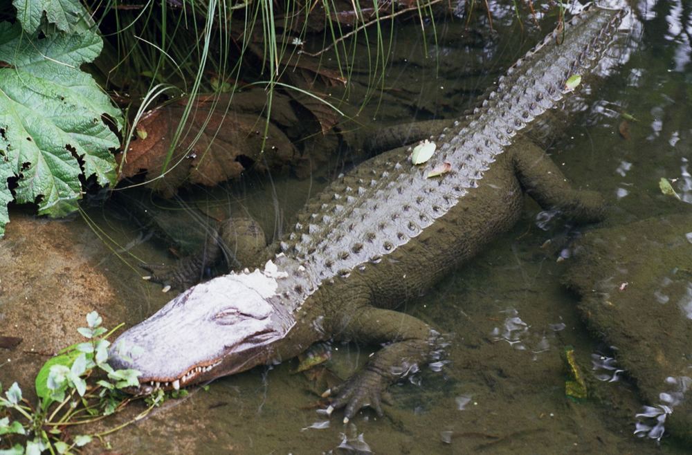 rest in peace, crocodile hunter