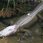 rest in peace, crocodile hunter