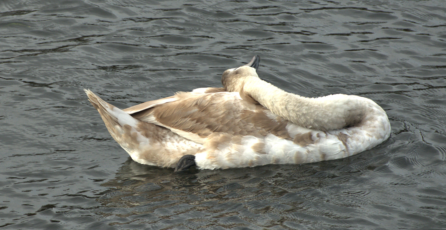 Rest on the Thames River