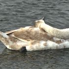 Rest on the Thames River