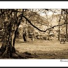 Rest under tree