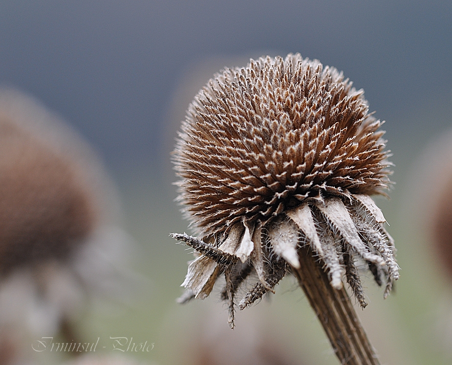 Rest vom Herbst