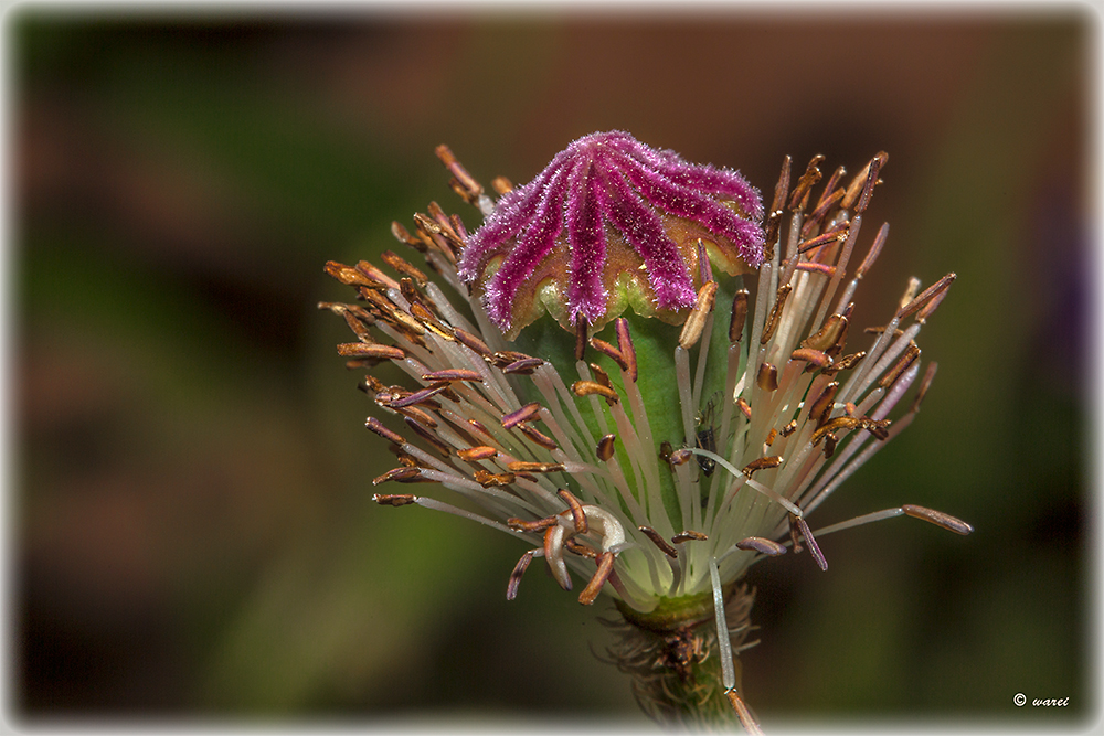 Rest vom Mohn