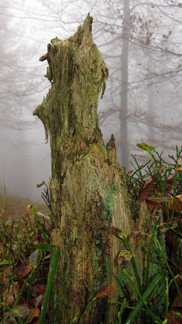 Rest von einem Baum