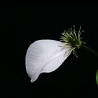 Rest von einer schönen Blüte