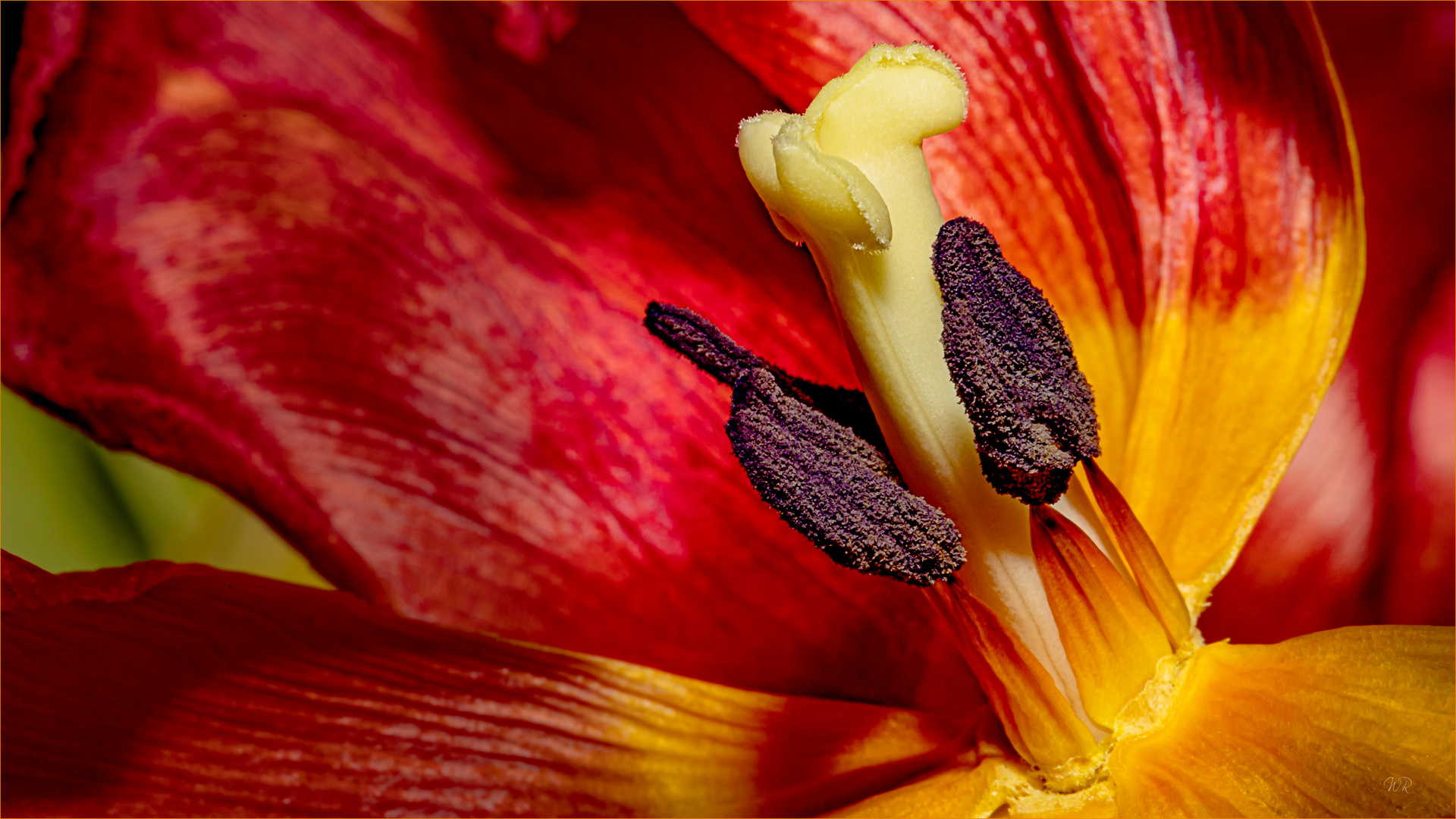 Rest von roter Tulpe