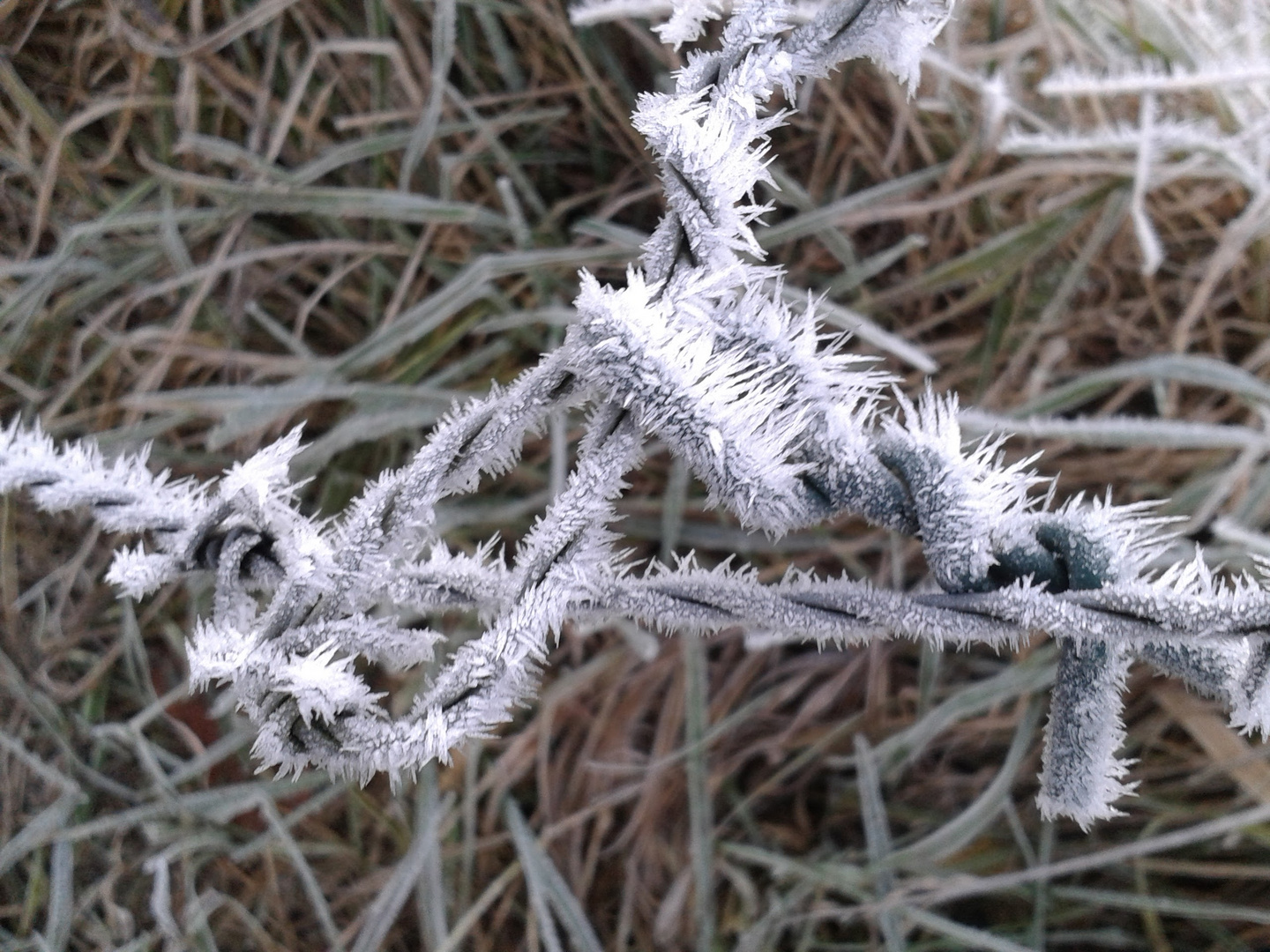 Rest Zaundraht mit Eiskristallen am Wegesrand 