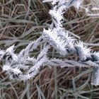 Rest Zaundraht mit Eiskristallen am Wegesrand 