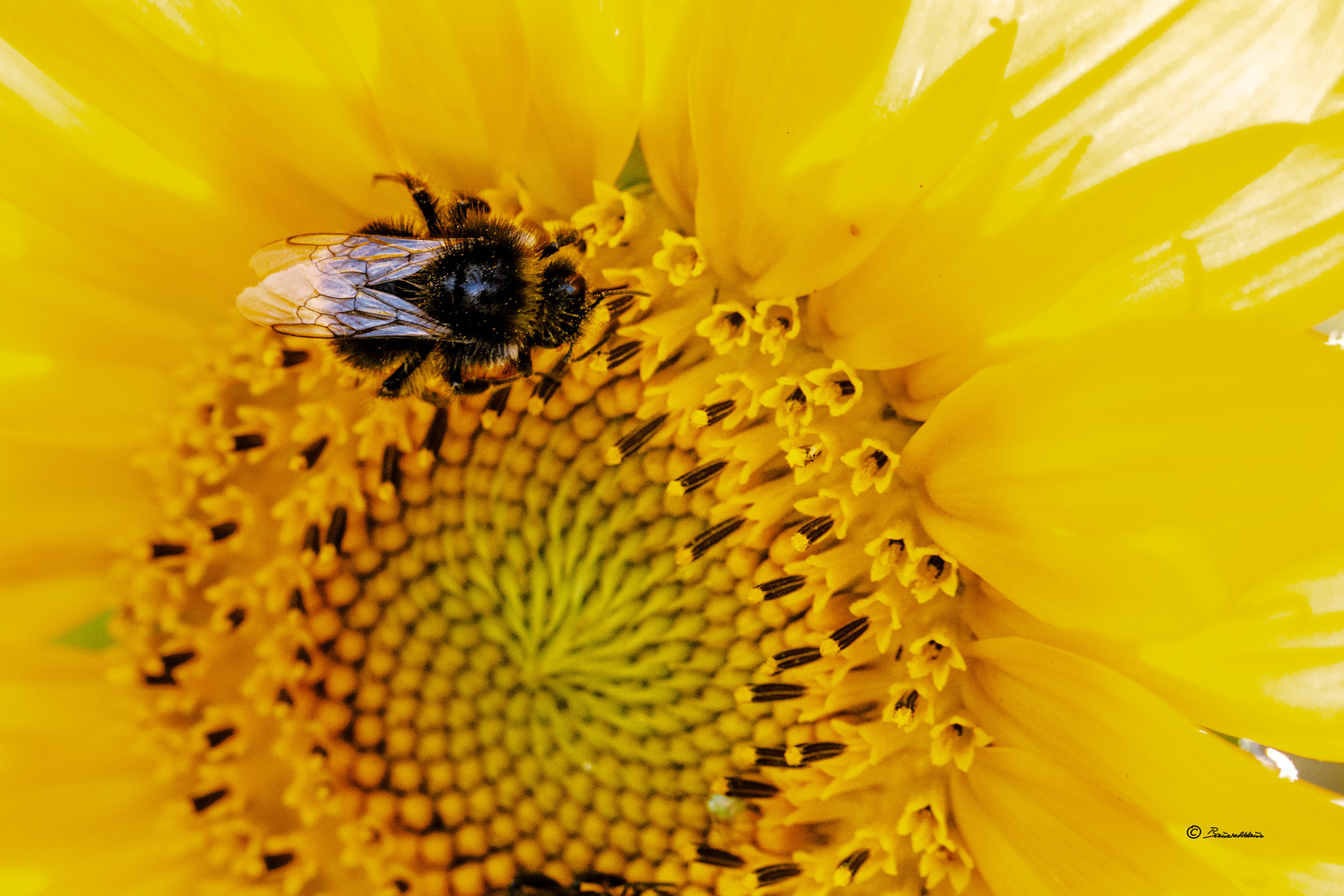 Restaurant-Sonnenblume