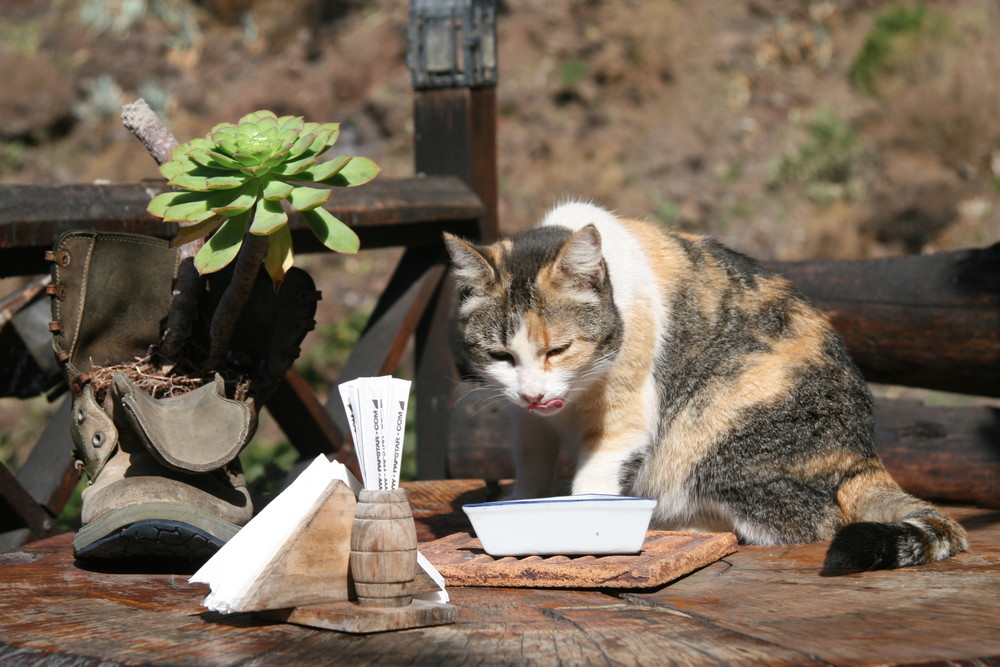 Restauranttester