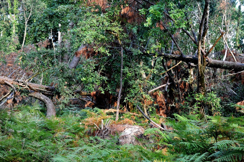 reste de tempête dans la foret des Landes