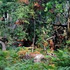 reste de tempête dans la foret des Landes