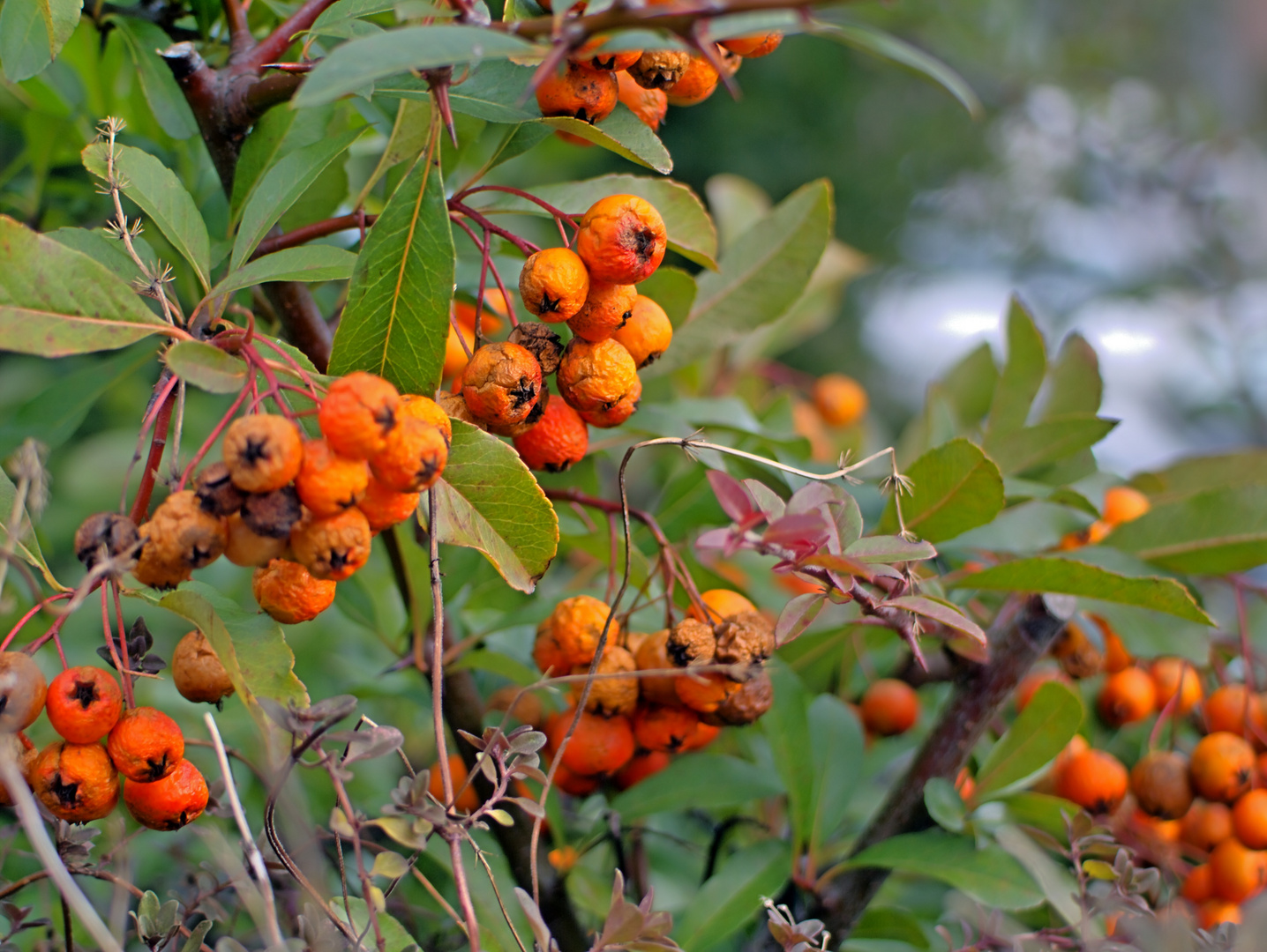 Reste des Herbstes