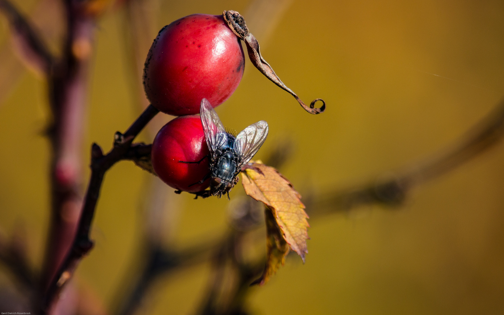 Reste des Sommers