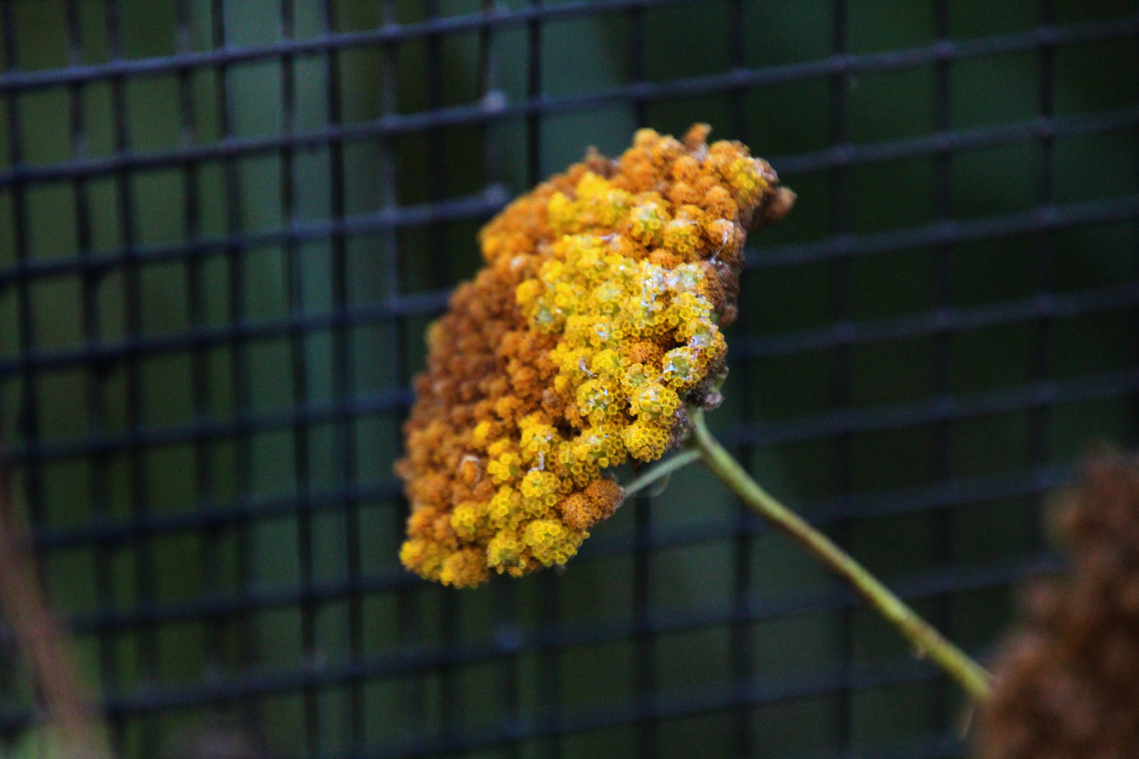 Reste einer Blüte