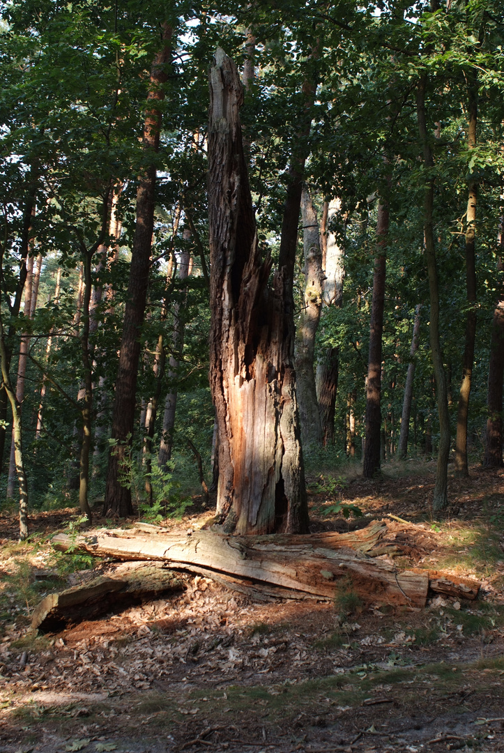 Reste einer Huteeiche im Fercher Wald