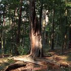 Reste einer Huteeiche im Fercher Wald