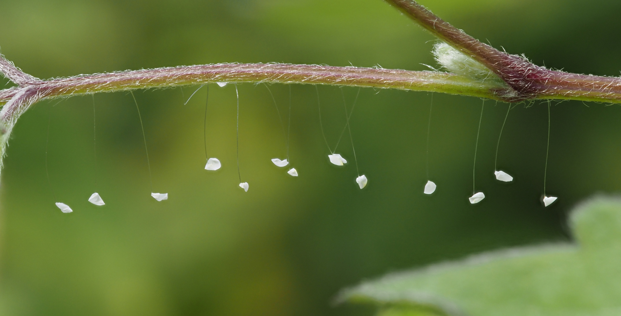 Reste eines Florfliegengeleges