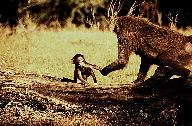 Reste ici - Kenya