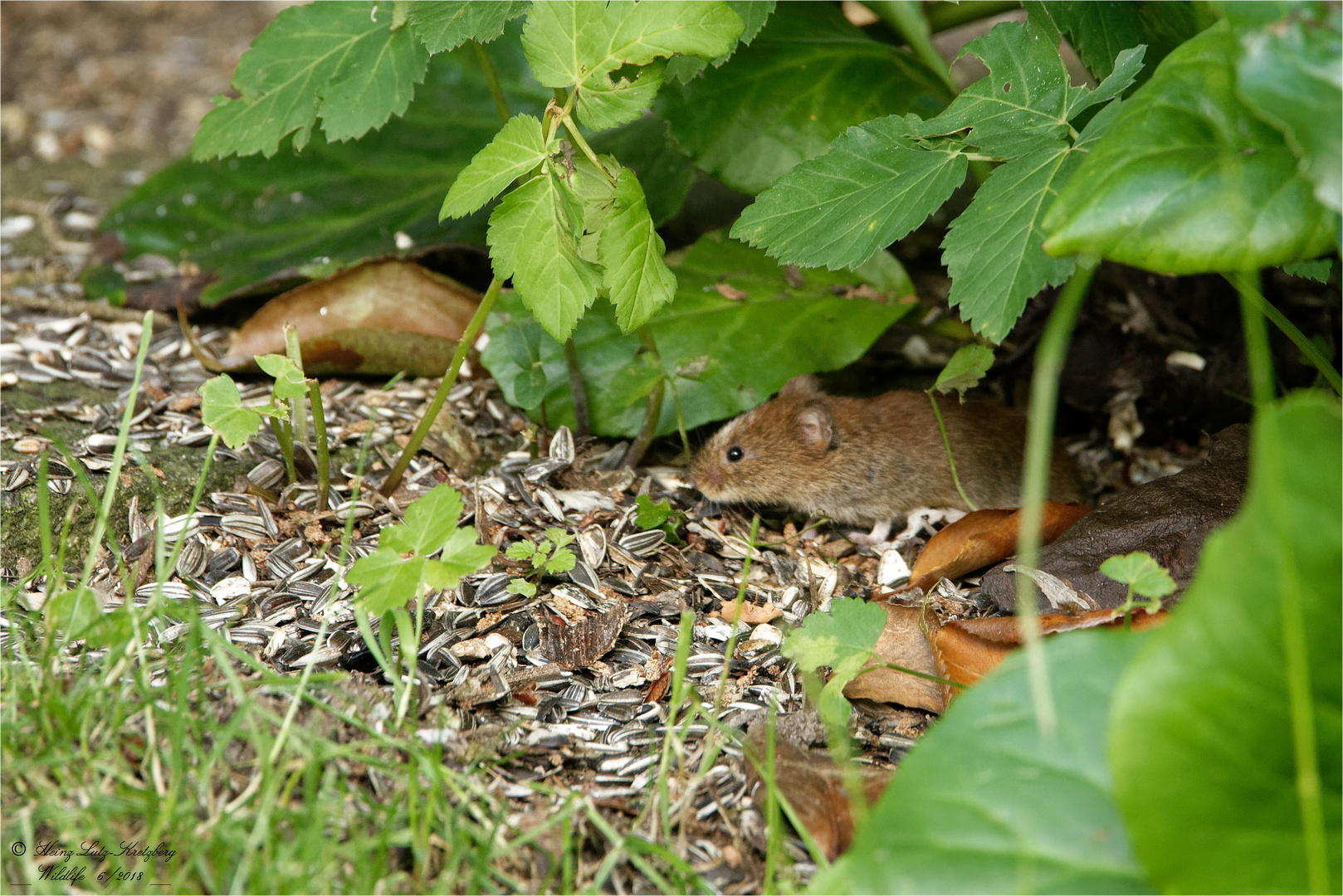 Reste Verwerter --- Maus 