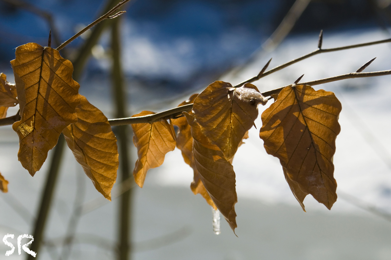 Reste vom Herbst