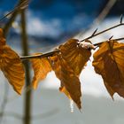 Reste vom Herbst