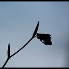 Reste vom Herbst im Frühling