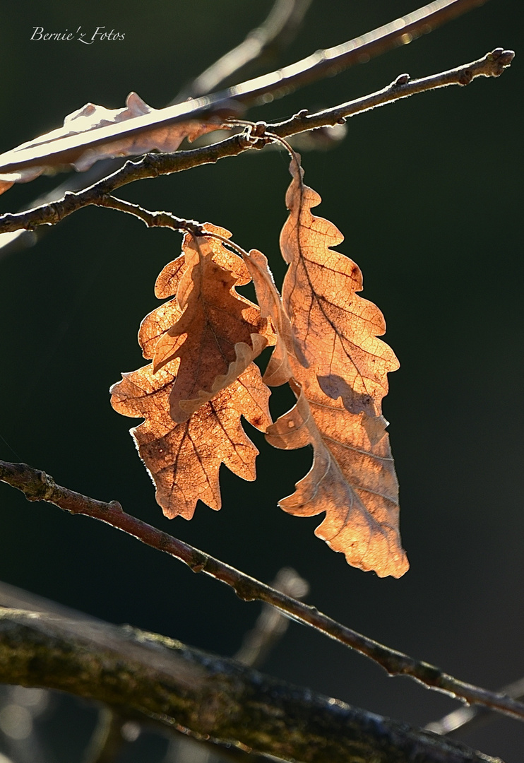 Restes d'hiver