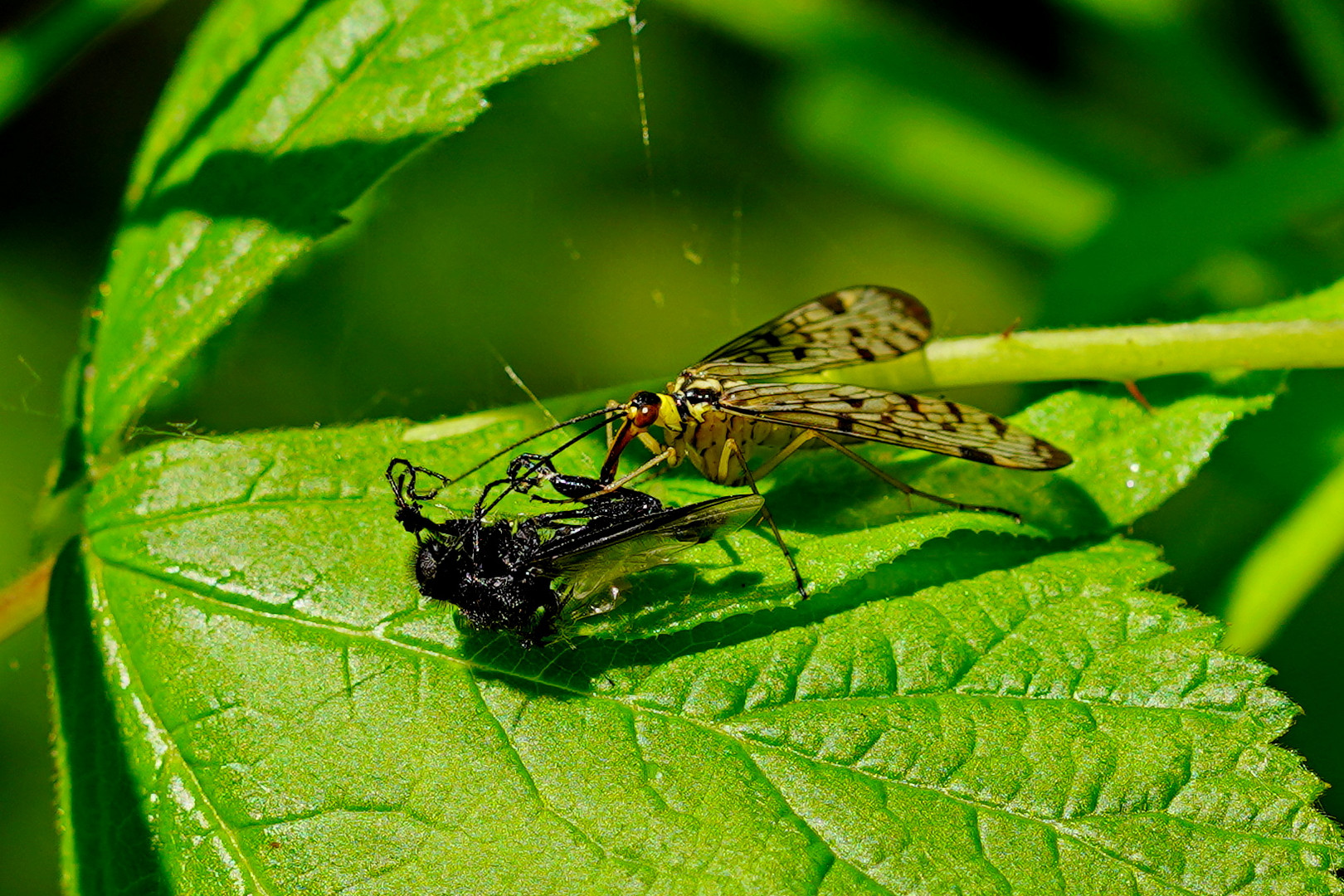Resteverwertung Foto &amp; Bild | tiere, wildlife, insekten Bilder auf ...