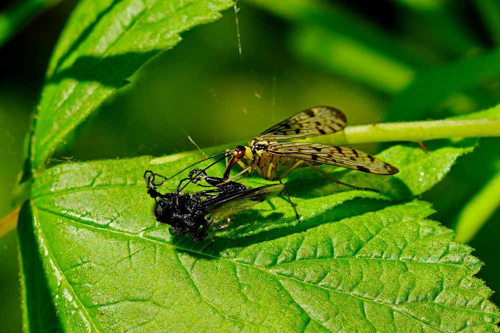 Resteverwertung Foto &amp; Bild | tiere, wildlife, insekten Bilder auf ...