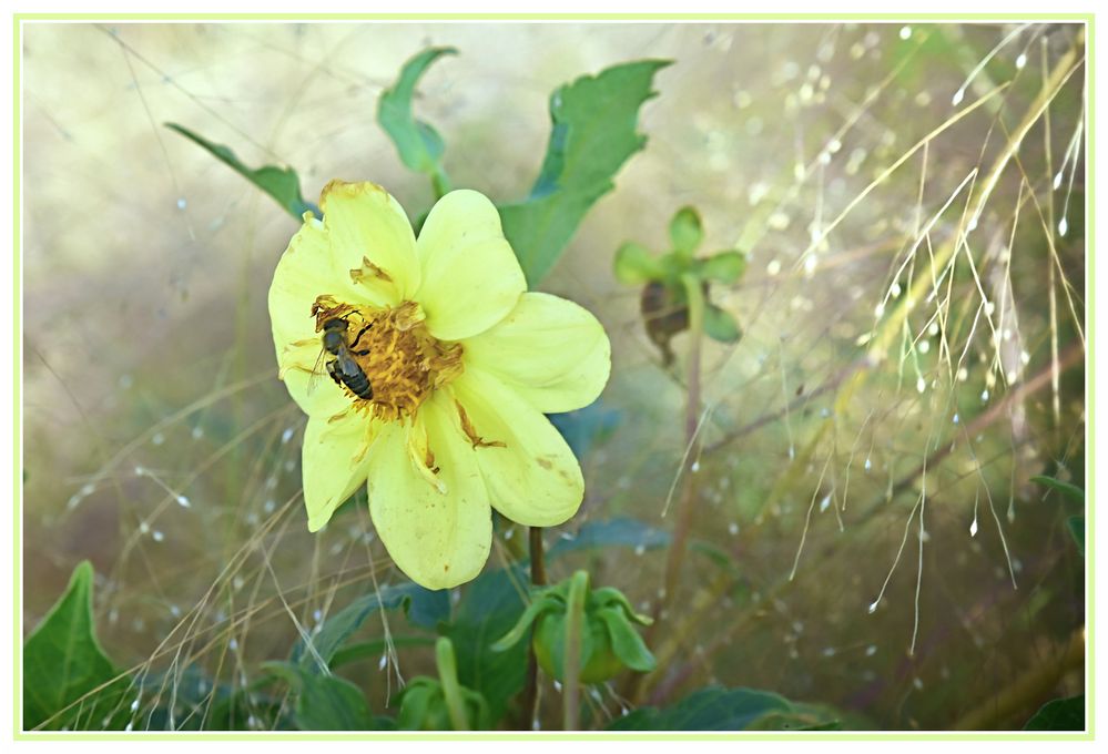 Resteverwertung... Foto &amp; Bild | pflanzen, pilze &amp; flechten, landschaft ...